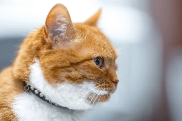 Kırmızı Beyaz Norveç Kedi Profil Yüz Yakın Çekim Portre — Stok fotoğraf