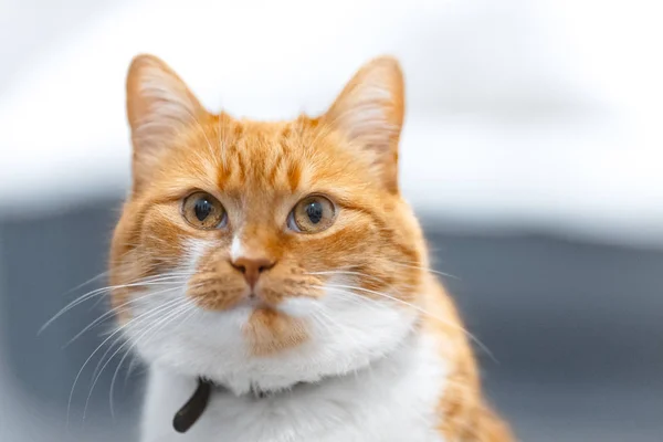 Kırmızı beyaz Norveç kedi yakın çekim portre. — Stok fotoğraf