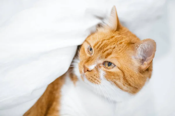 Piros fehér macska takaró alatt rejtőzik közelről portréja. — Stock Fotó