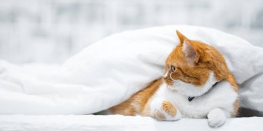 Norveç kırmızı beyaz kedi üzerinde battaniye gizleme portresi