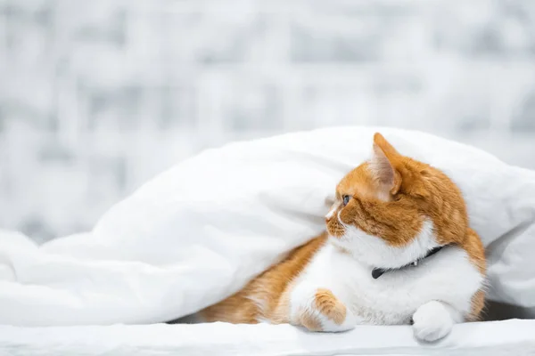 Retrato Gato Branco Vermelho Norueguês Escondido Sobre Cobertor — Fotografia de Stock