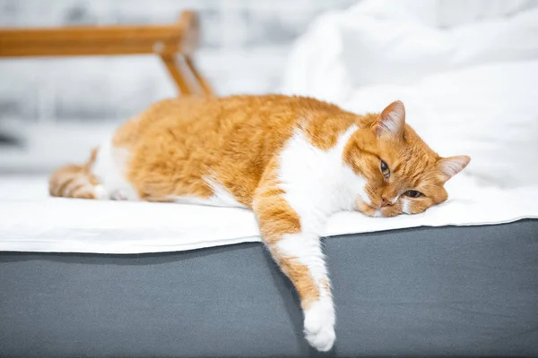 Kırmızı beyaz tembel kedi yatakta yatarken portresi