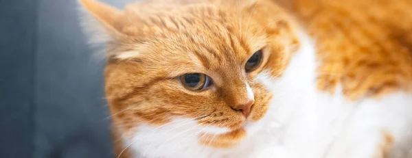 Retrato de rojo blanco hogar gato noruego —  Fotos de Stock