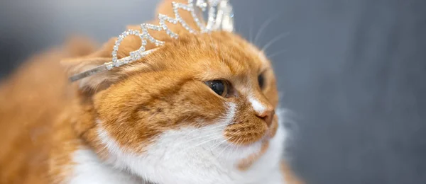 Portrait of red white home Norwegian cat with princess crown on head. — Stock Photo, Image