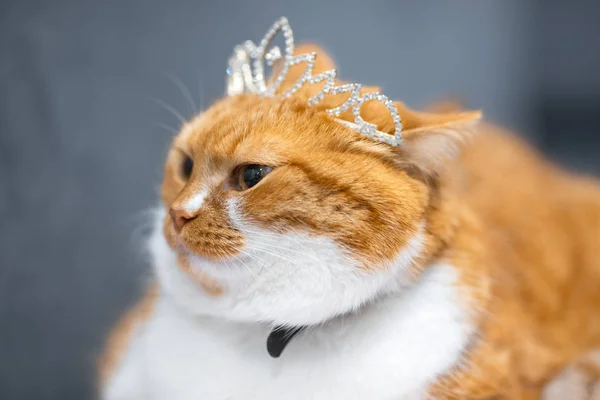 Portrait of red white home Norwegian cat with princess crown on head. — Stock Photo, Image