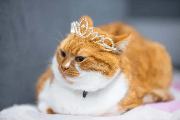 Portrait of red white home Norwegian cat with princess crown on head. — Stock Photo, Image