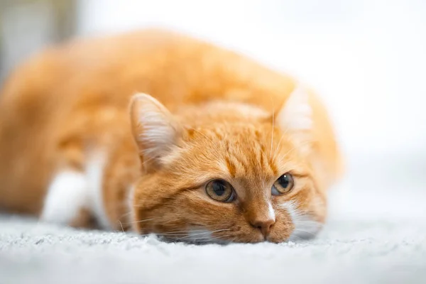 Aranyos piros fehér macska feküdt a padlón portréja. — Stock Fotó
