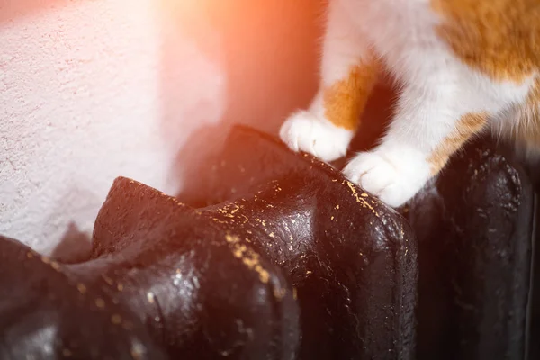 Acercamiento, patas rojas blancas de gato en radiador negro . —  Fotos de Stock