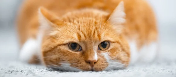 Ritratto di simpatico gatto bianco rosso sdraiato sul pavimento . — Foto Stock