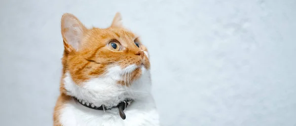 Portret van rode witte huis kat op witte achtergrond. — Stockfoto