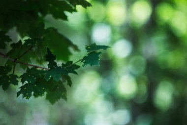 Yaz arka plan üzerinde bokeh yakın çekim yeşil Şubesi