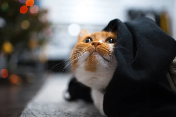 Rosso gatto bianco nascosto sotto coperta nera — Foto Stock