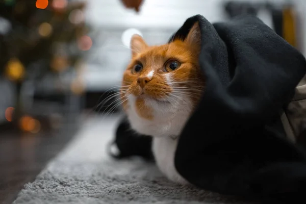 Kırmızı beyaz kedi siyah örtünün altında gizleme