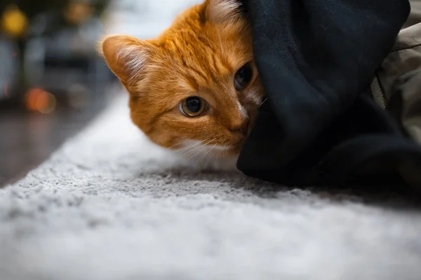 Rood witte kat verstopt onder zwarte deken — Stockfoto