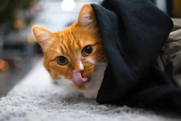 Kırmızı beyaz kedi siyah örtünün altında gizleme — Stok fotoğraf