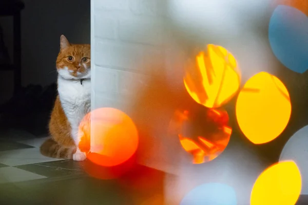 Červená bílá kočka se skrývá za bílé zdi — Stock fotografie
