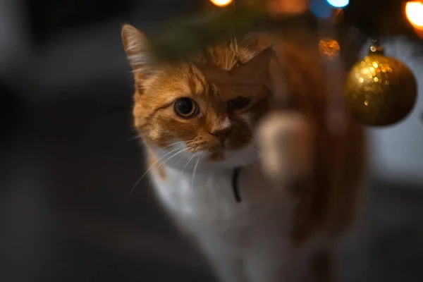 Πορτρέτο του χαριτωμένο γάτα κοντά παιχνίδια χριστουγεννιάτικο δέντρο — Φωτογραφία Αρχείου