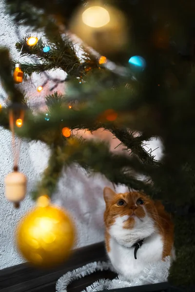 Porträtt av söt röd vit katt nära julgran — Stockfoto