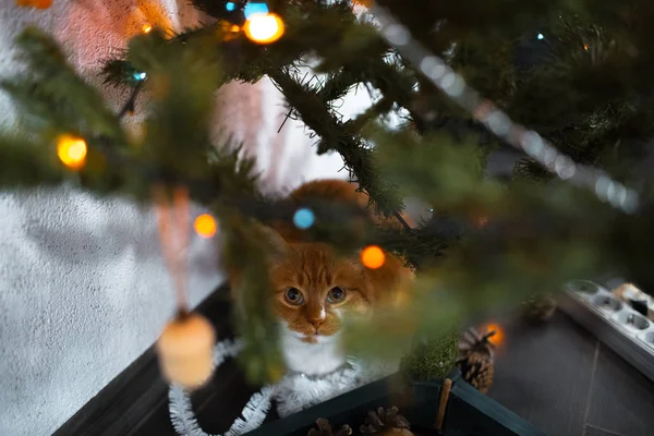 Portret van schattige rode witte kat in de buurt van de kerstboom — Stockfoto