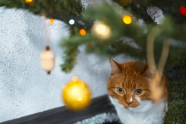 Ritratto di simpatico gatto bianco rosso vicino all'albero di Natale — Foto Stock