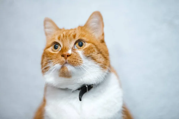 Portrait de chat rouge mignon sur fond blanc — Photo