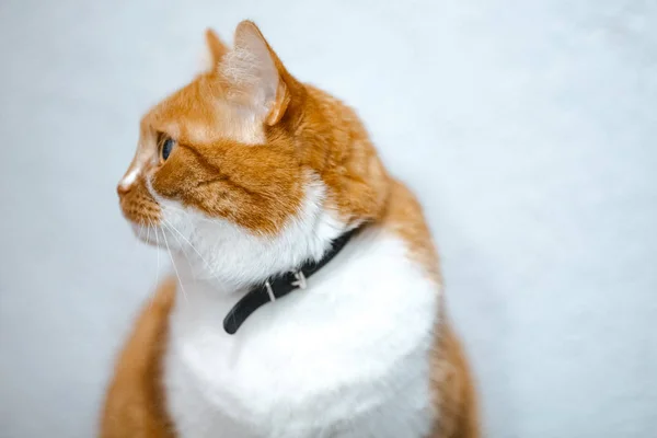 Portret ładny puszysty kot biały czerwony — Zdjęcie stockowe