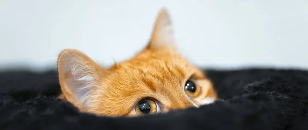 Primer plano de lindo gato rojo que mira desde el interior de su caja negra —  Fotos de Stock
