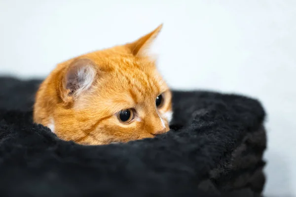 Sevimli kırmızı kedi gelen kutusu içinde seyir — Stok fotoğraf