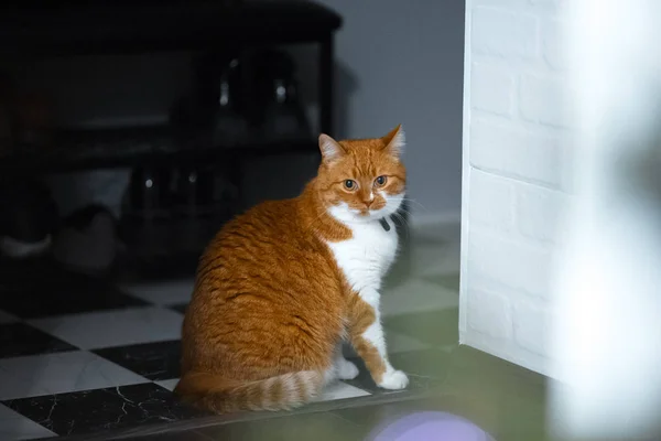 Portret van schattige rode witte huis kat — Stockfoto