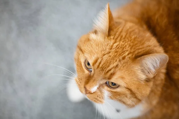 红色可爱的猫的顶视图肖像 — 图库照片