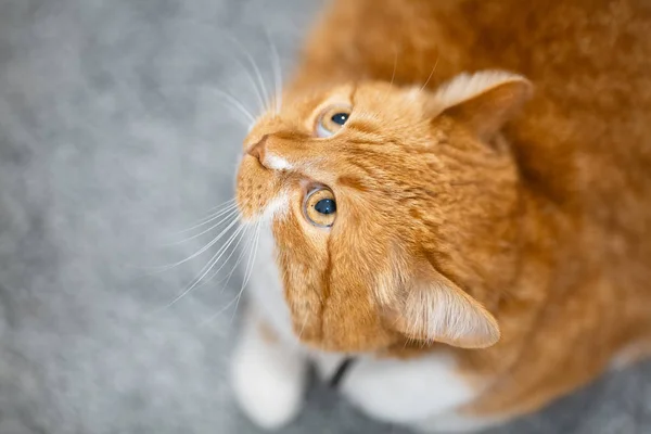 Ovanifrån porträtt av röd söt katt — Stockfoto
