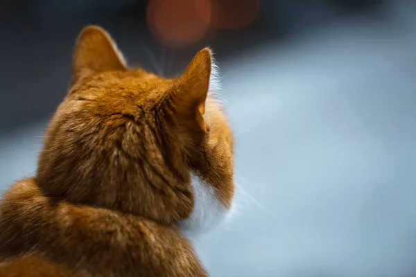 Вид сзади портрет красной милой кошки — стоковое фото