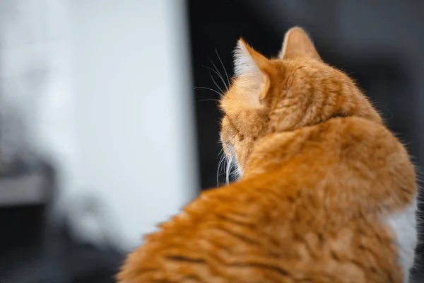 Vista posterior retrato de rojo lindo gato —  Fotos de Stock