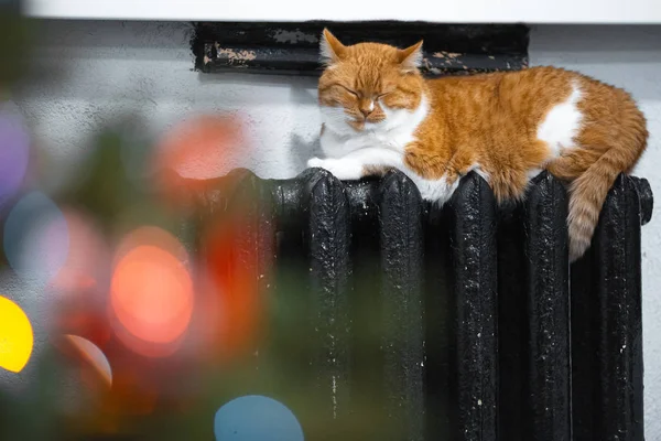 Милая Красная Белая Кошка Лежит Черном Радиаторе — стоковое фото