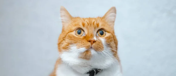Porträtt Röd Vita Hem Katt Över Vit Bakgrund — Stockfoto