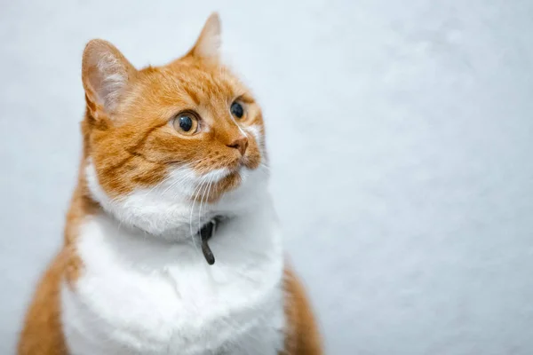 Retrato Gato Branco Vermelho Casa Sobre Fundo Branco — Fotografia de Stock