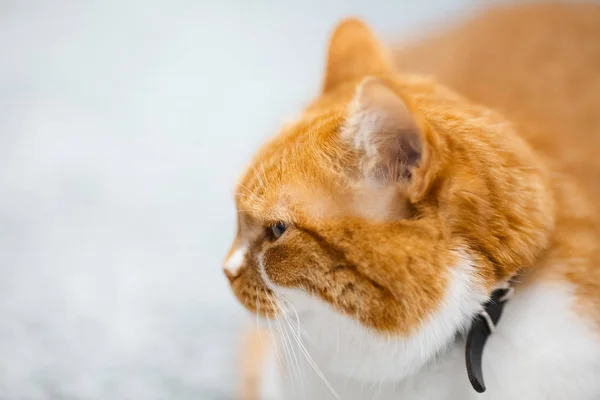 Портрет Крупным Планом Красно Белого Норвежского Кота — стоковое фото