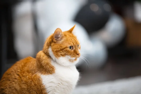 Портрет Крупным Планом Красно Белого Норвежского Кота — стоковое фото