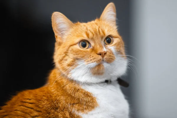 Retrato Cerca Gato Noruego Blanco Rojo —  Fotos de Stock