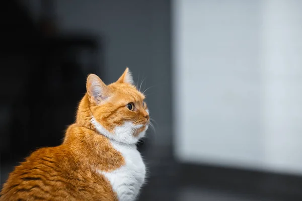 Nahaufnahme Porträt Der Rot Weißen Norwegischen Katze — Stockfoto