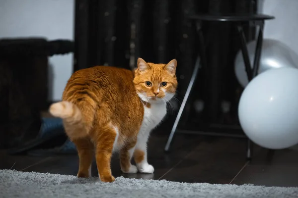 Visão Traseira Gato Branco Vermelho Bonito — Fotografia de Stock