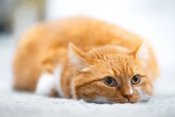 躺在地板上的可爱的红白猫的肖像 — 图库照片