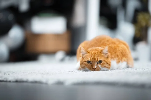 Portrait Chat Blanc Rouge Mignon Couché Sur Sol — Photo