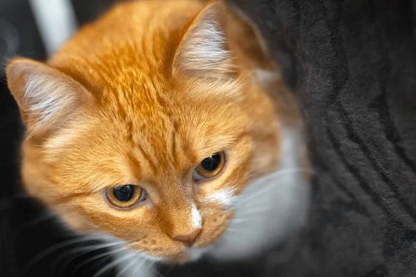 Retrato Gato Blanco Rojo Lindo Escondido Caja Negra —  Fotos de Stock