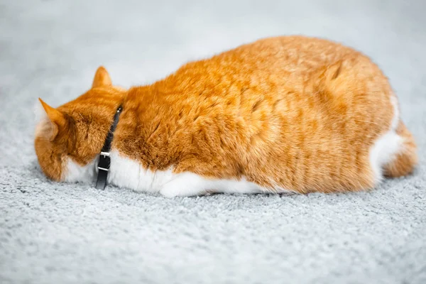 Πορτρέτο Του Χαριτωμένο Κόκκινο Λευκή Γάτα Ξαπλωμένη Στο Πάτωμα — Φωτογραφία Αρχείου