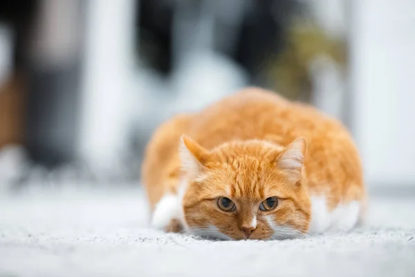 Retrato Gato Branco Vermelho Bonito Deitado Chão — Fotografia de Stock