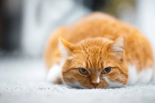 Portrét Roztomilé Červené Bílá Kočka Podlaze — Stock fotografie
