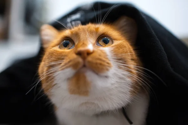 Rood Witte Kat Verstopt Onder Zwarte Deken — Stockfoto