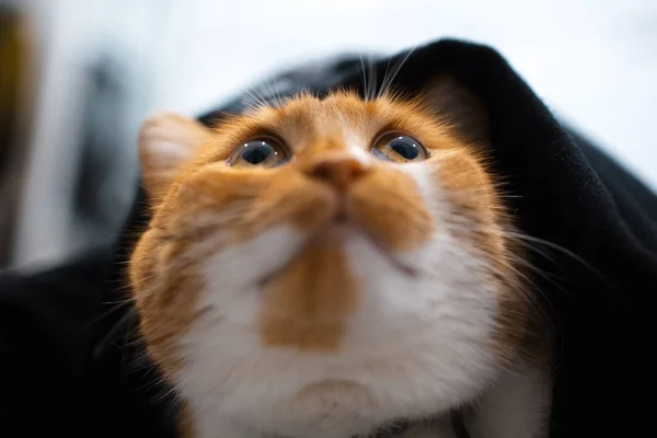 黒い毛布の下に隠れて赤白猫 — ストック写真