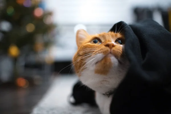 黒い毛布の下に隠れて赤白猫 — ストック写真